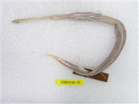 藏品(馬鞭魚)的圖片